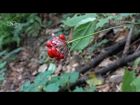 산삼(wild ginseng)2