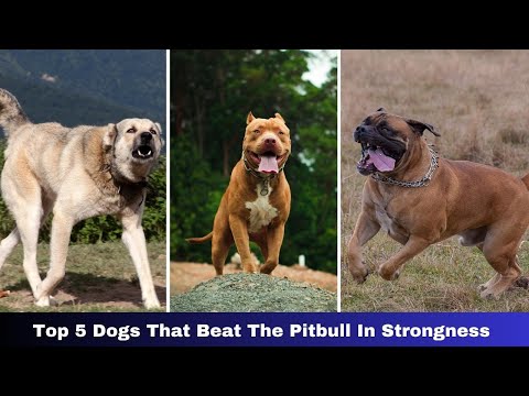 TOP 5 DOGS THAT BEAT THE PITBULL IN STRONGNESS