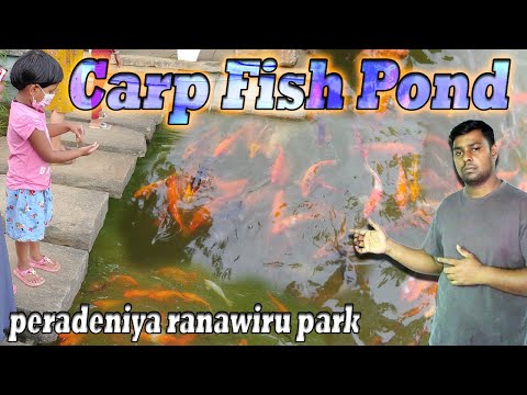 peradeniya ranawiru park fish pond - carp fish pond and cat fish tank