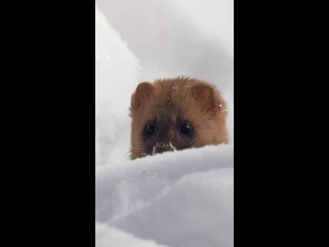 A day in the life of a little weasel in Russia!