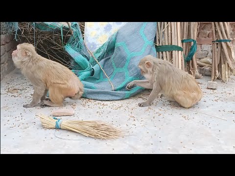 Bandar | Bandar Mama | Bandar Wala | Bandar Wala Cartoon | Bandar Bandar | Monkey Video