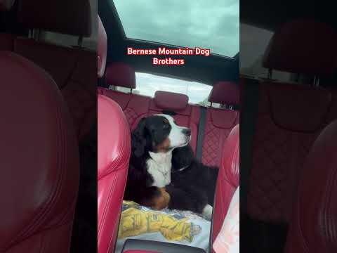 Bernese Mountain Dog Brothers | Cute Dog Videos | Funny Dog Videos