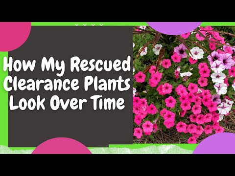 How My Clearance Plant Rescues Have Faired Over Time