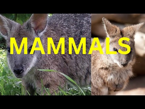 Details About Mammals Animal.#truefacts #mammals