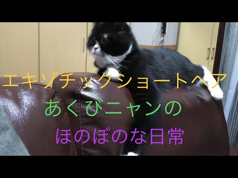 我が家のエキゾチックショートヘア