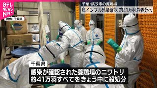 【41万羽を殺処分へ】養鶏場で高病原性鳥インフルの感染確認  千葉・銚子市