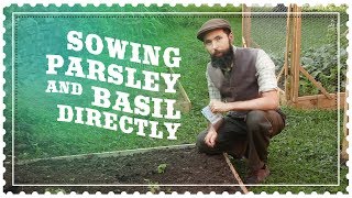 Best Way to Grow Parsley Worst Way to Grow Basil at Home - Direct Sowing