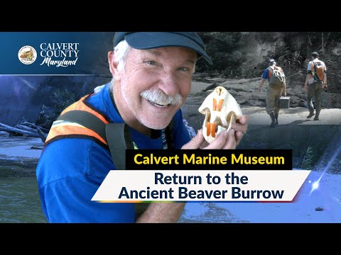 Calvert Marine Museum: Return to the Beaver Burrow