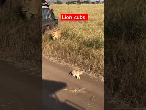 Lion 🦁♌ cubs #junglesafari #wildlifesanctury #youtubeshorts #channel #naturesafari