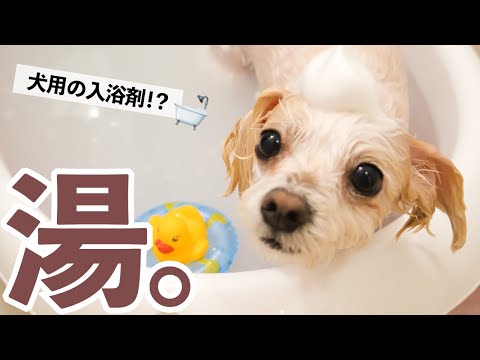 【お風呂初公開＆初体験】犬用の入浴剤でフワフワになったチワプー🐶Cute dog taking a bath