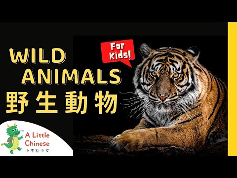 22 Wild Animals 野生動物 | Simple Vocabulary in Traditional Chinese | Learn Chinese for Kids & Toddlers