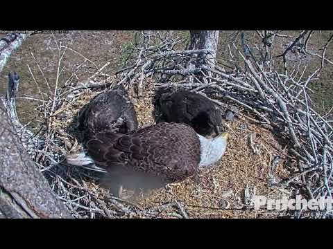 Visiting Female Eagle (R23-3) Eats Fish, Feeds E21!