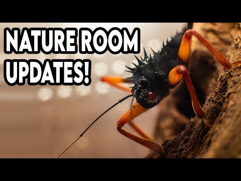 Nature Room Updates Tour! [UPDATES]