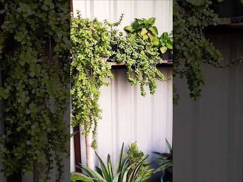 How To Care Succulent Indoor Flowering Plants in Cold Winter #short #shorts #trending #viralvideo