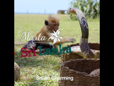 A snake charmer in Sri Lanka, and his trained monkey