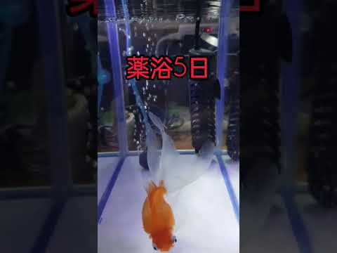 [金魚飼育]　治りにくい　　松かさ病　治療１週間　体力大丈夫か？