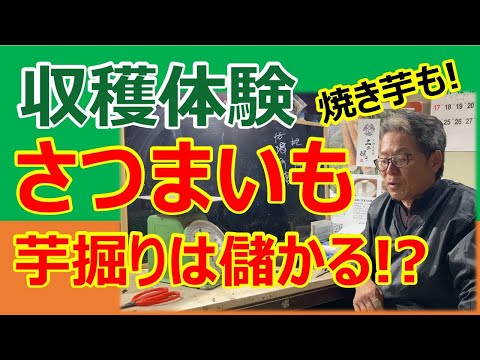 さつまいも芋掘り＆焼き芋は儲かる⁉︎