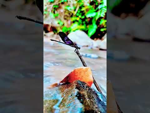 ASMR watersound ||The beautyfull of butterfly #nature #soothingriversounds #riversoundsrelaxing