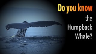 Get to Know the Humpback Whale (Megaptera novaeangliae)