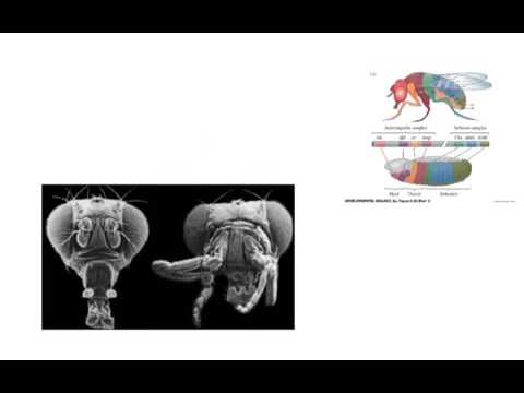 Gene Regulation