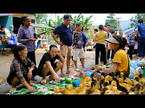 Duong's went to the highland market to buy kohlrabi, cabbage and buy breeding duck.