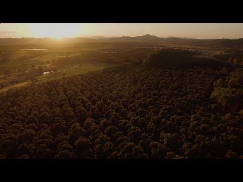 Life on the macadamia farm with James and Aimee Thomas from Falkirk Farm