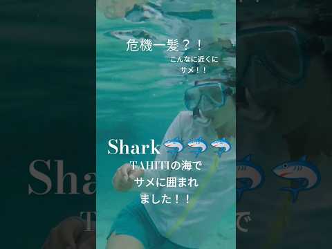 サメの群れに囲まれて、危機一髪？！タヒチの海でサメと泳ぎました！🦈🦈近すぎる　　 #広瀬未花 #vlog #海 #サメ#鮫#恐怖#海外#タヒチ