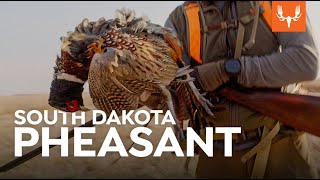 South Dakota Pheasant | Cal in the Field