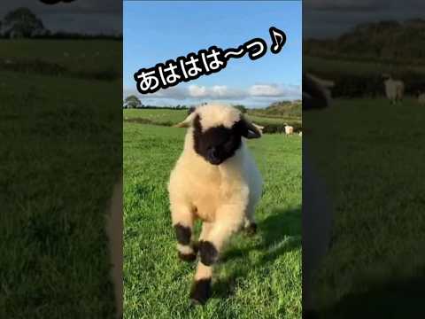 あなたに癒しを？