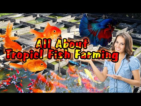 All About Tropicl Fish Farming - ORNAMENTAL FISH FARMING - Aquarium