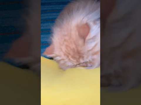 Cat Cleaning Her Face – Cutest Grooming Moment Ever! 🐱💕