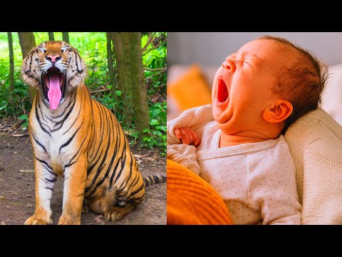 The Science Behind Yawning: Why We Yawn and How to Prevent It