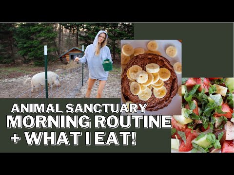 House Sitting | what I eat VEGAN pre + post run!