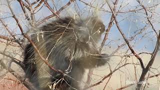 Wildlife Wednesday | Porcupine