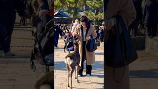 鹿に愛情たっぷりの外国人観光客🫎奈良公園 Nara Park deer 🦌 japan 🇯🇵