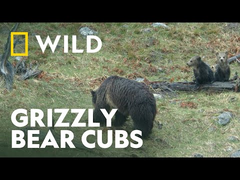 The Life of a Baby Bear Cub | Unexplored Americas | National Geographic WILD UK