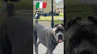 Italian mastiffs magnificent creators!! #canecorso #dog #italianmastiff