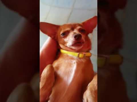 Chihuahua Slep