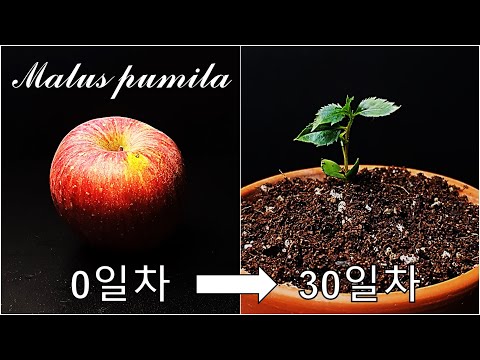 사과를 키우는 간단한 방법｜사과 키우기｜나만의 사과나무 키우기｜사과 씨앗 발아｜How to grow #69 Apple