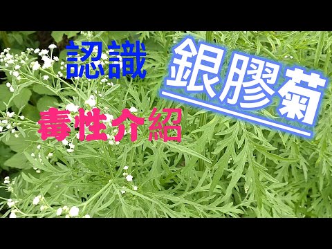 銀膠菊介紹#草藥#毒草#草#野草#草