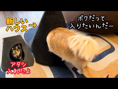 5kgのチワワには少し無理があるかな？！（笑）