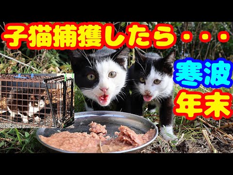 【子猫 捕獲】子猫を捕獲したら・・・ オセロくんと名付けました 領収書公開