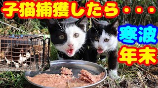 【子猫 捕獲】子猫を捕獲したら・・・ オセロくんと名付けました 領収書公開