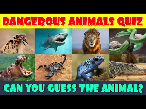 Guess the 63 Dangerous Animals