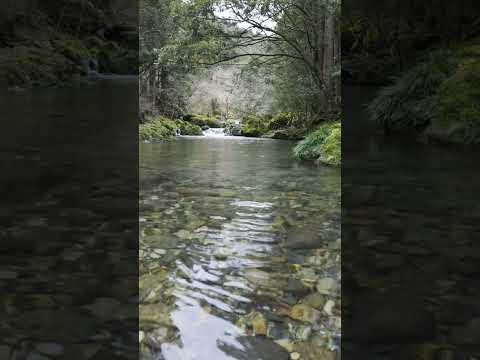 岐阜県山県市円原美しい川-One of Japan's Most Beautiful Rivers in Winter, Yamagata City, Gifu Prefecture.#short