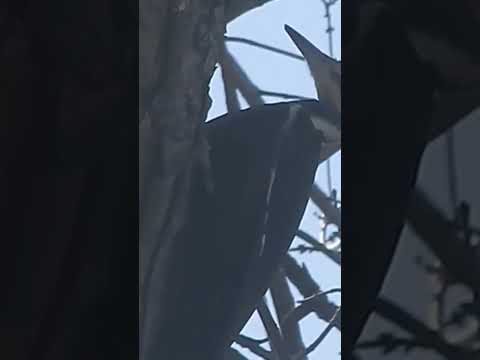 Breakfast With Woodpecker #birds #nature #woodpecker #shorts