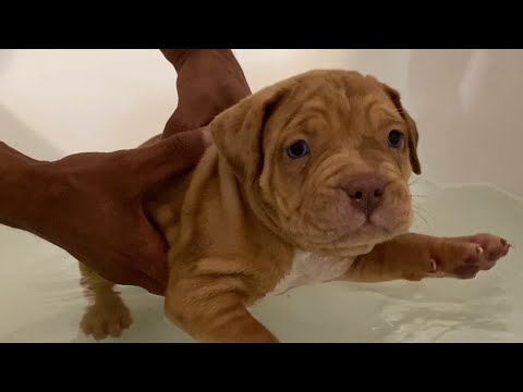 Puppies first swim lessons!