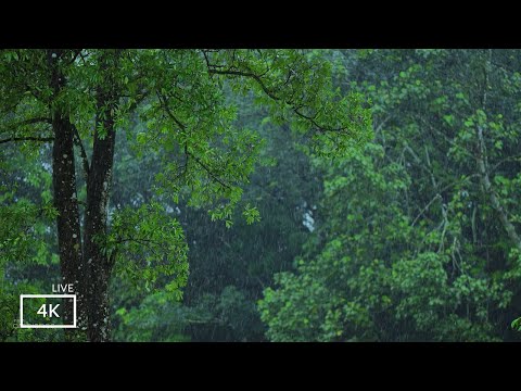 Relaxing Rain Sounds for Sleeping - 99% Instantly Fall Asleep With Rain And  Nature sound