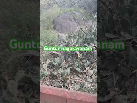 Guntur nagaravanam park #short #shortvideo #park https://youtu.be/Vj2hldXQeV4?si=oagsIENvp5ToN6mS