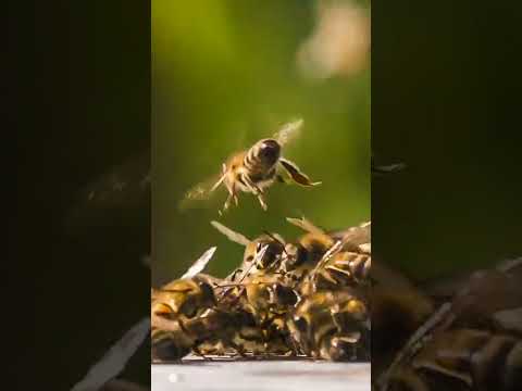 Honey Bees Fighting Each Other #Short/Animal Fight/BBC Earth